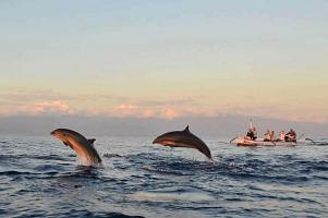 Bali Dolphin Tour