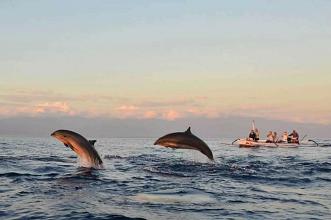 Bali Dolphin Tour